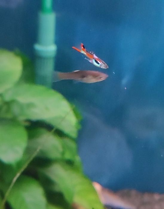 Peixes Guppies endler