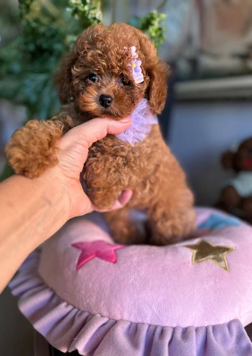 Шикарна очаровашка той пудель,