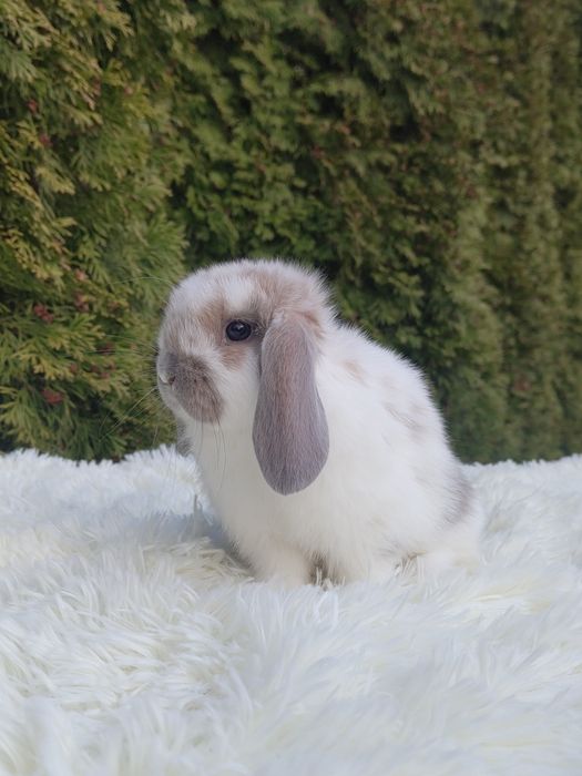 Króliczki Mini Lop.
