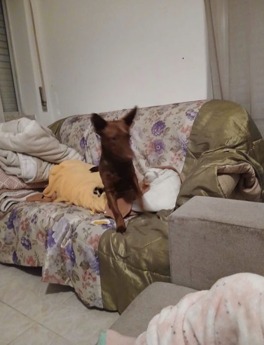 Doação da cachorro