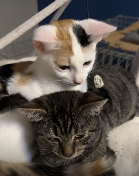 SISI - wciąż czeka na swój domek