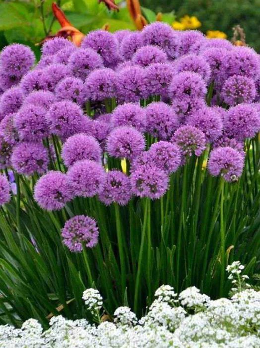 Czosnek ozdobny Millenium - Allium hybrida Millenium Wielkie sadzonki