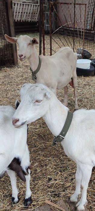 Продам коз різних пород