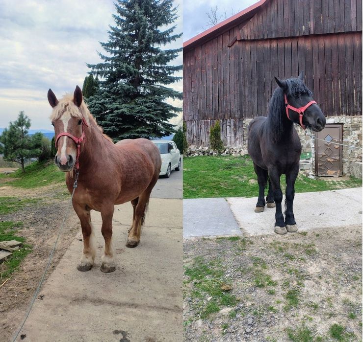 Klacze zimnokrwiste, kara 2l, kaszt. 3l