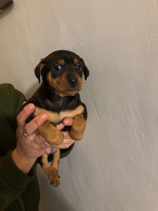 Цвергпінчери продам