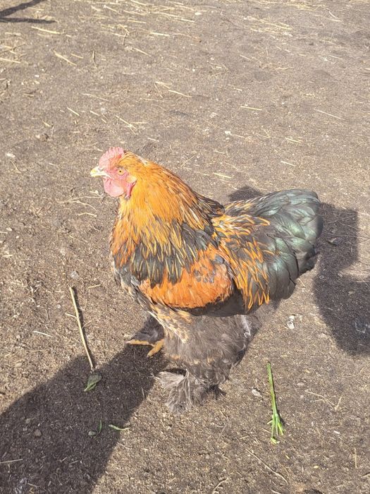 Koguty Kochin Olbrzymi, Mix