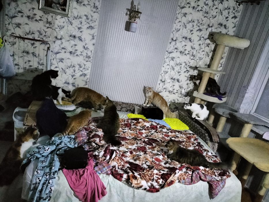 Дуже потрібна допомога для котиків