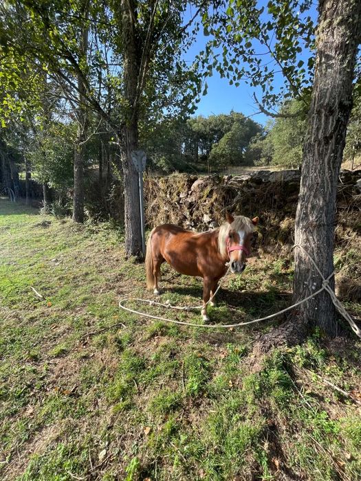 Vendo ponei femea de 85,90cm