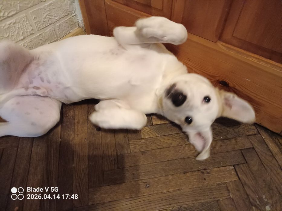 Oddam psa w dobre ręce