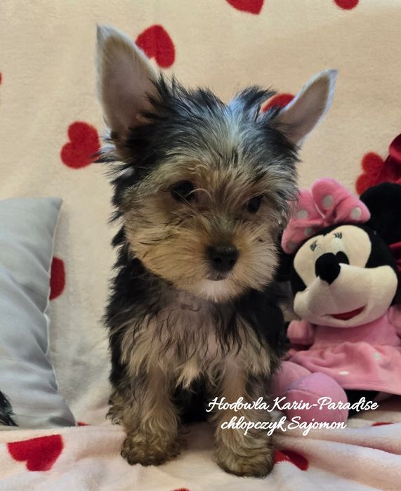 Yorkshire Terrier piesek stalowo złoty york