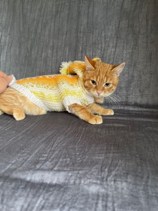 Котята котики отдам котенок мальчик