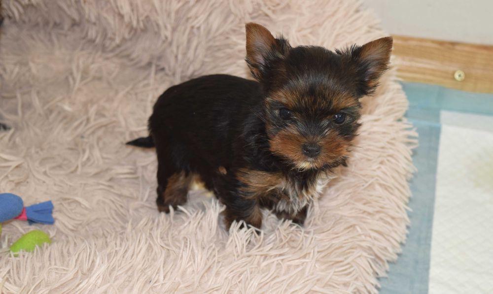 SUCZKA YORKSHIRE TERRIER - czteropokoleniowy rodowód