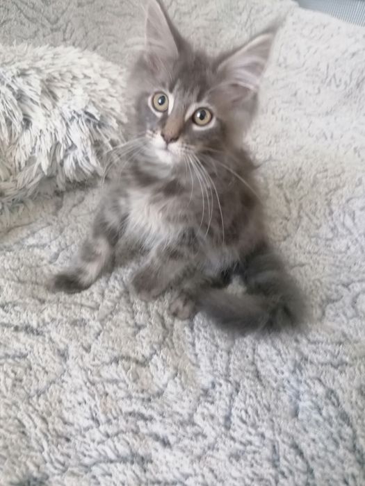 Бронь. Котик мейн-кун .