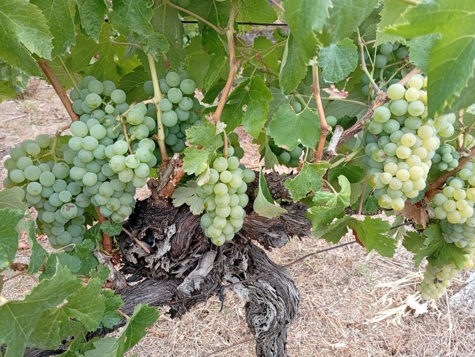 Uvas brancas e tintas