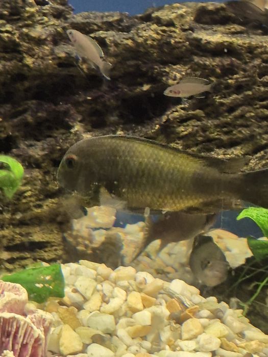 Продам дорослого трофеуса Мура "Бемба"