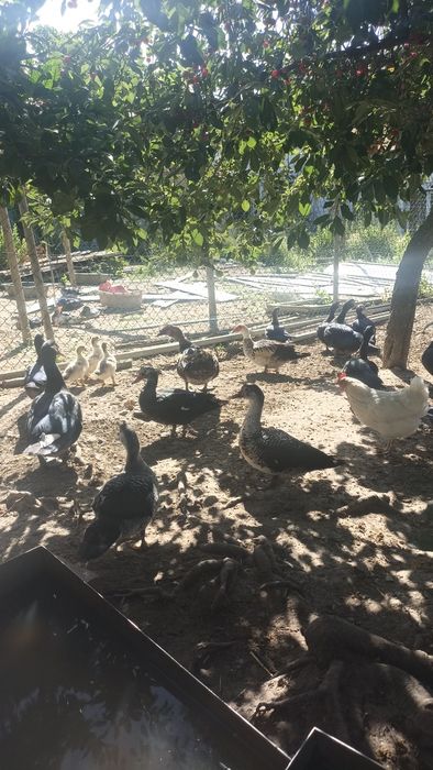 Patos caseiros criados ao ar livre