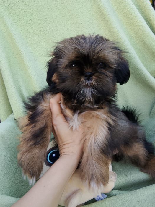 Czarno czekoladowy chłopczyk Shih tzu gotowy do nowego domu