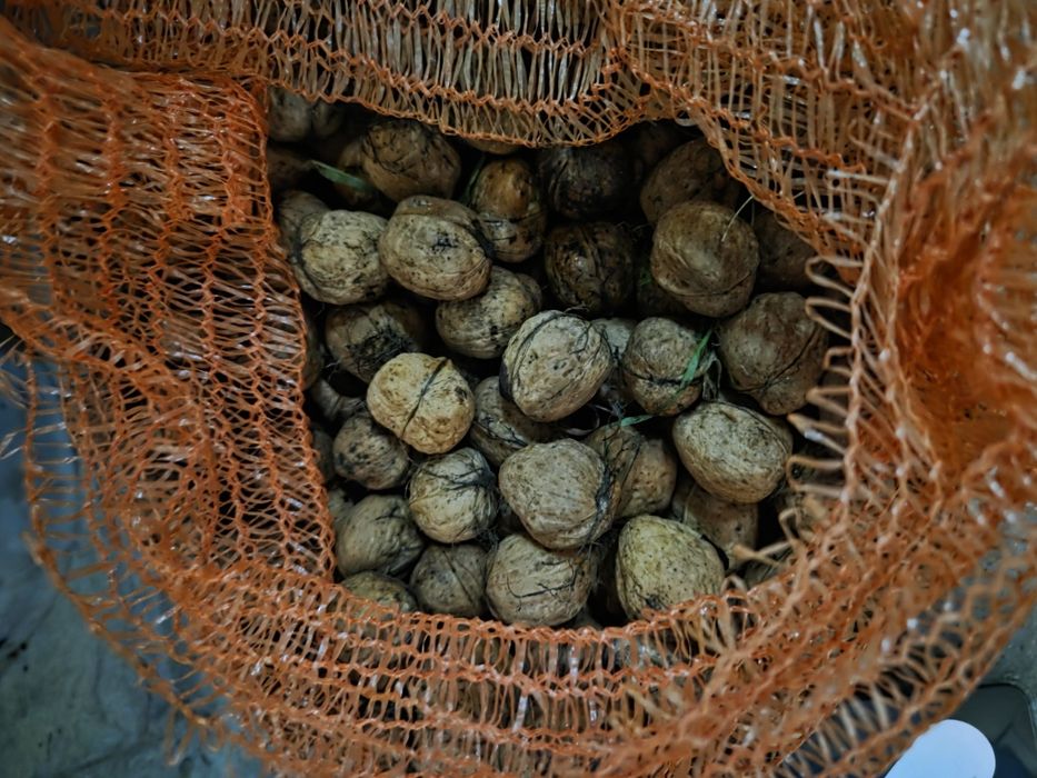 Orzechy włoskie tegoroczne 4kg