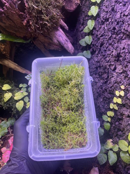 Mech sphagnum mech torfowiec żywy do terrarium paludarium
