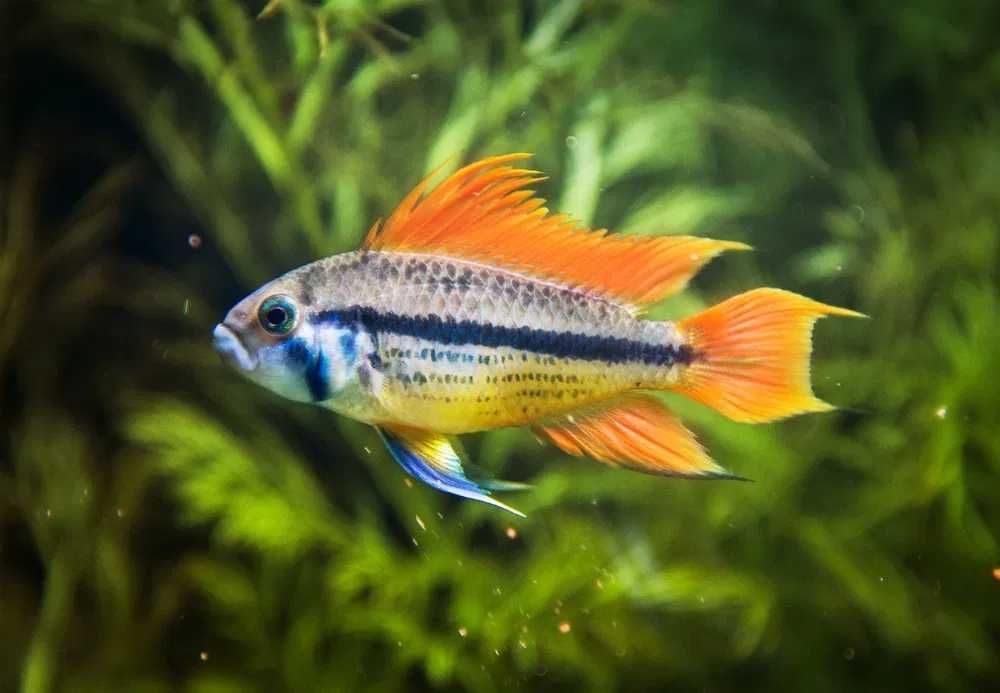 Ryby Pielęgniczka kakadu ORANGE  - Apistogramma cacatuoides, Cetarius