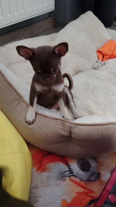 Chihuahua szczeniak