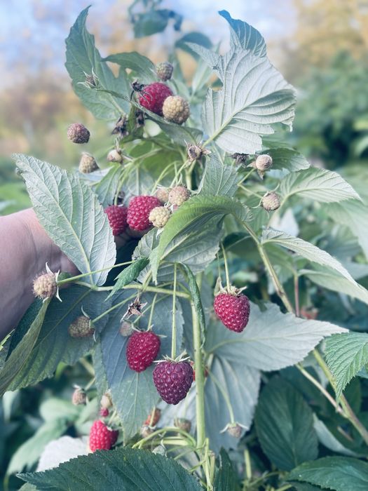 Sprzedam sadzonki maliny jesiennej Poemat