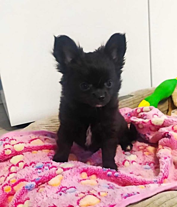 CHIHUAHUA mini suczka prawdziwy rodowód ZKwP (FCI) SUPER OKAZJA !