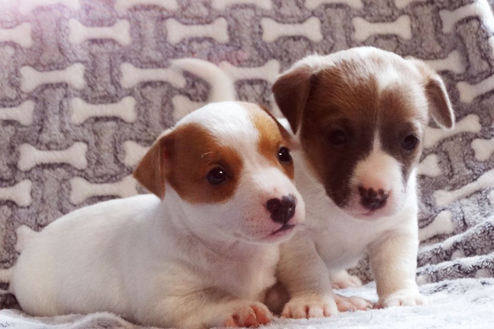 Jack russell Terrier