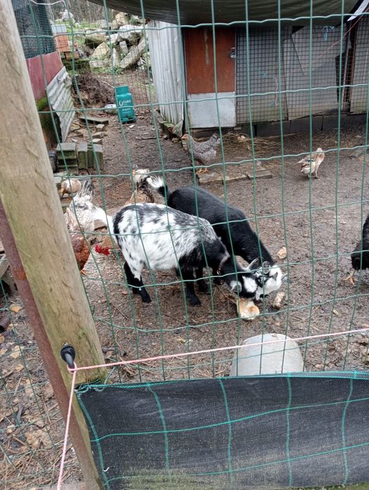 Cabras anãs fêmeas
