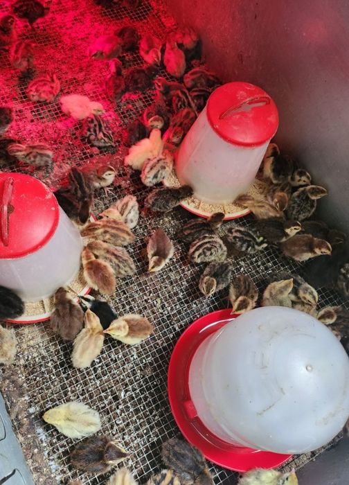 Pintainhos (marans e carecas) (codernizes gigantes)