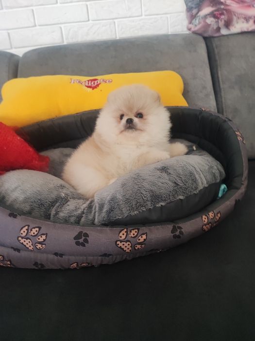 Pomeranian typ misia piesek