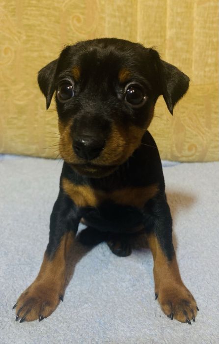 Щенки цвергпинчера