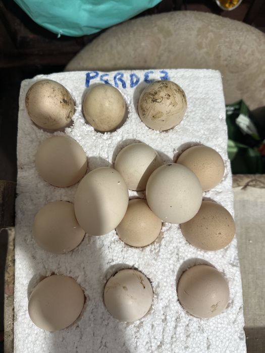 Ovos galados pedrês