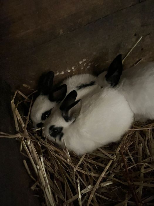 Coelhos anões. Nascidos a 26 de Abril