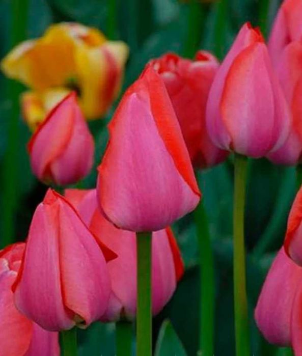 Луковицы тюльпанов ассорти для выращивания в грунте