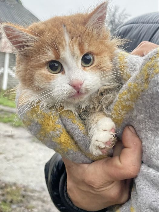 Кошеня (кішка, киця, дівчинка, котенок, кошка, девочка)