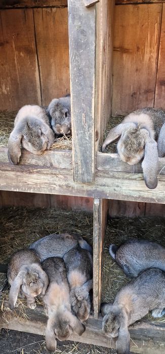 Krolik FBS francuskie barany szare samice, samce