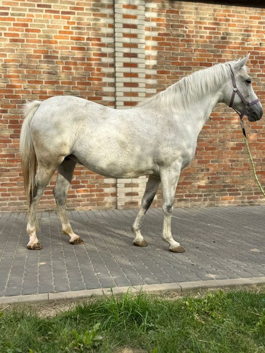 Klacz małopolska dopłatowa