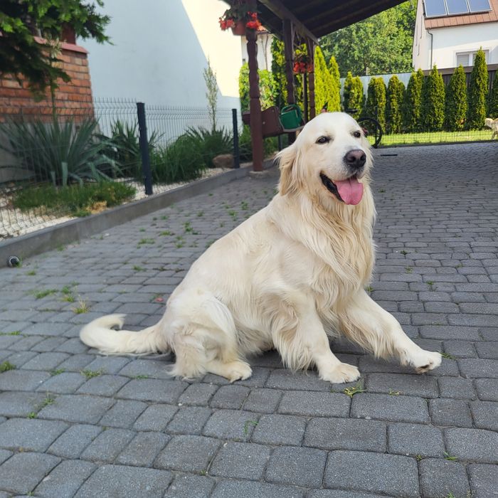 Golden Retriever Reproduktor