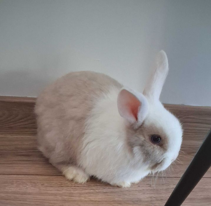 Mini Lop Chlopczyk