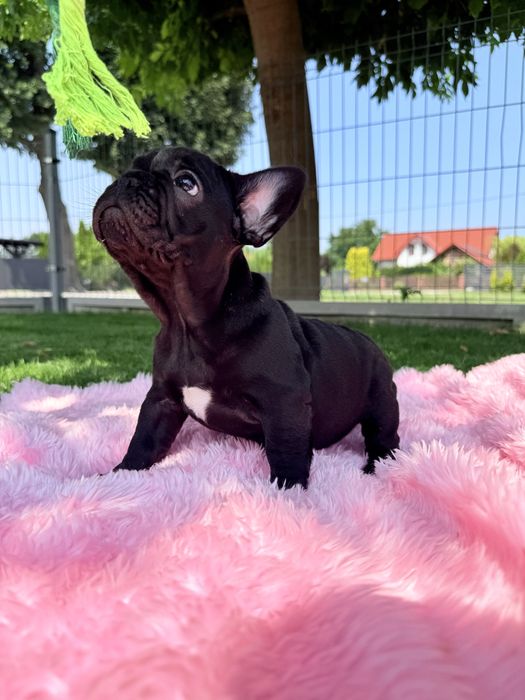 Buldog Francuski Czarna Suczka