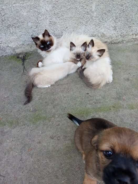 Хто хоче купити котиків атланських