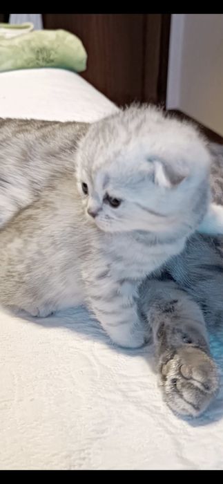 British Shorthair silver