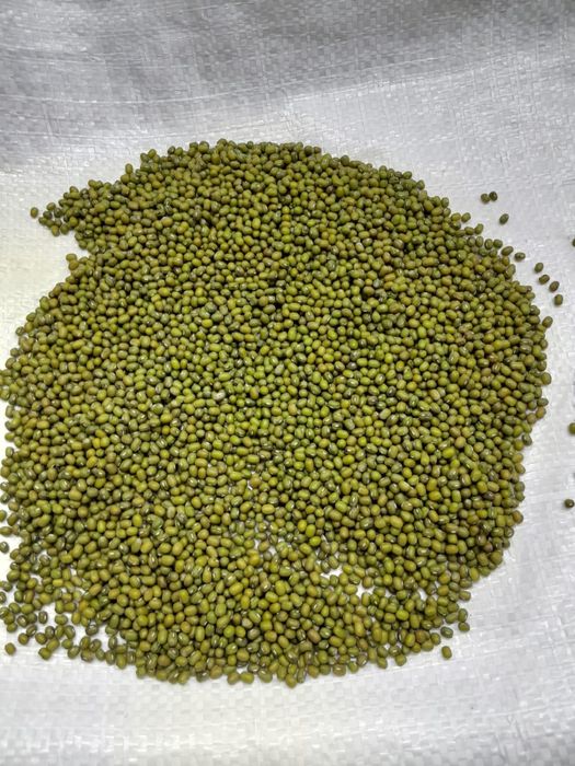 Fasola mung   . Możliwa wysyłka .