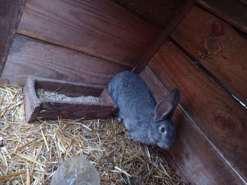 Кролів Єш шиншила