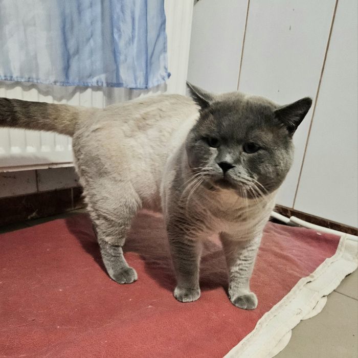 Котики шотландські висловухі