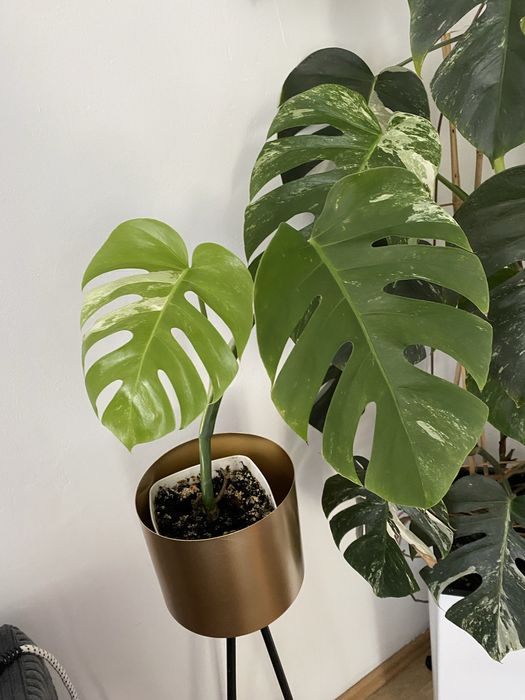 Monstera deliciosa variegata constellation