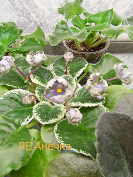 Фіалки кімнаті, стрептокарпуси, дітки, стартери