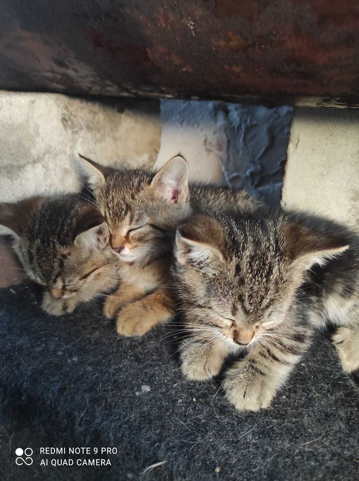 Пошук домівки для кошенят