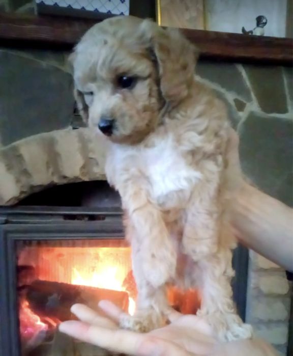 Мальчик и девочка мальтипу